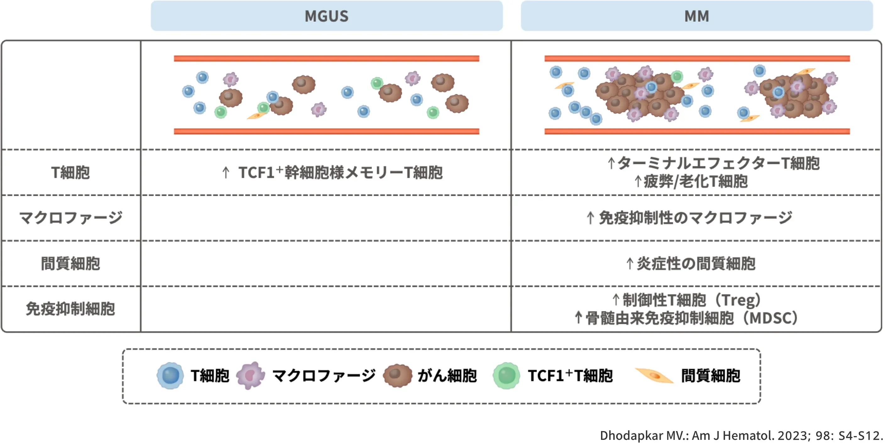 MGUSやMMにおける腫瘍免疫微小環境（TiME）の構成