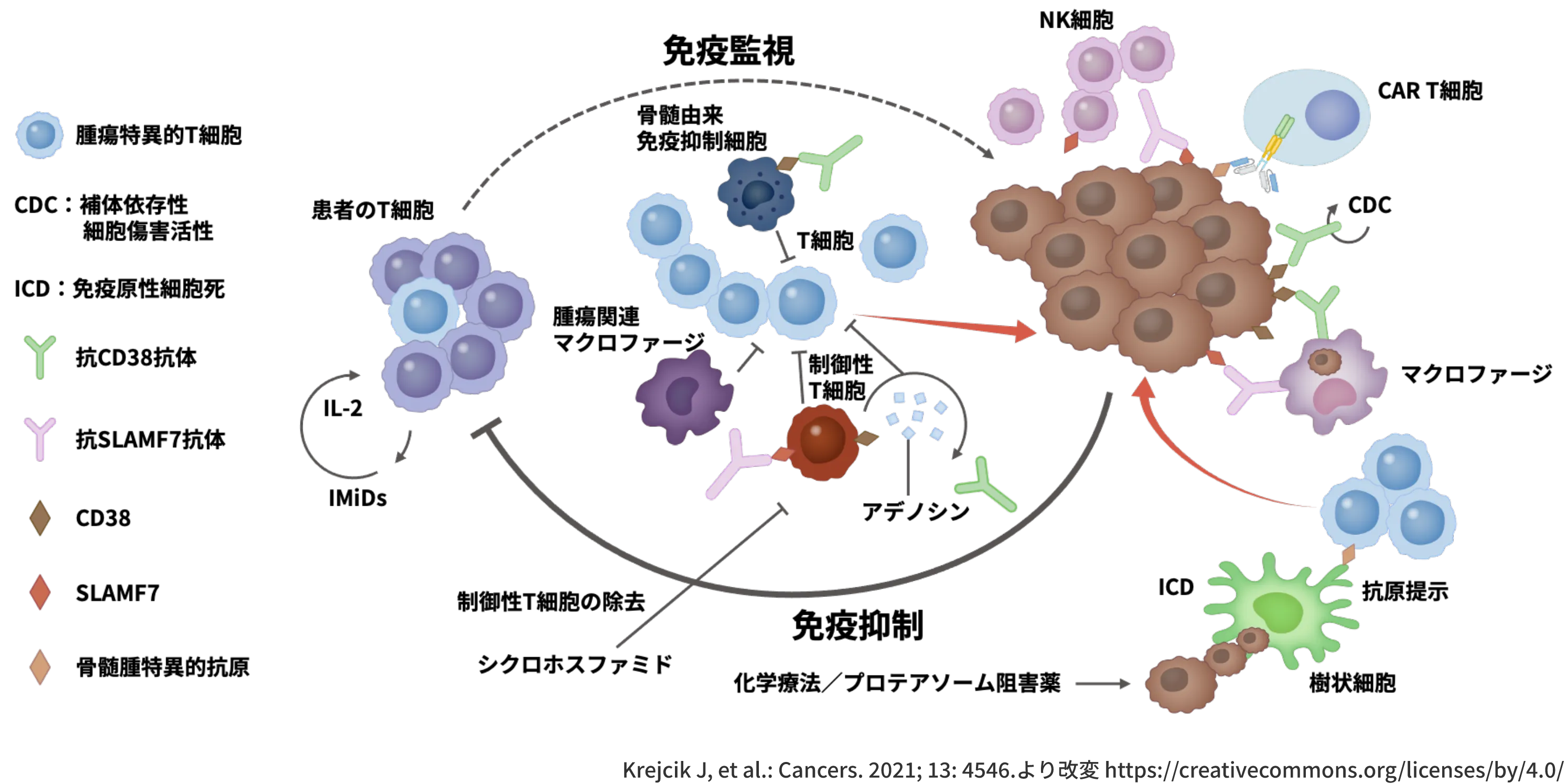TiMEの解明が少しずつ進む中、CAR T細胞や二重特異性抗体などImmune-based Therapyの選択肢が増加しつつある