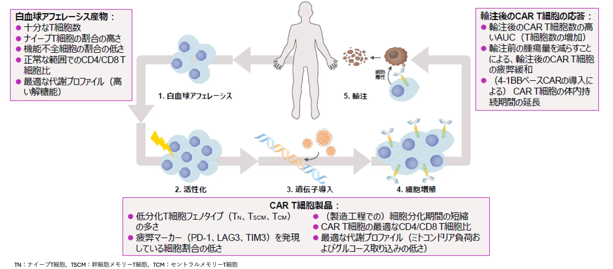 CAR T細胞療法の有効性に影響を与える可能性がある因子
