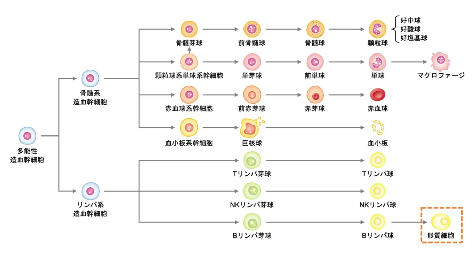 血液細胞の分化1）