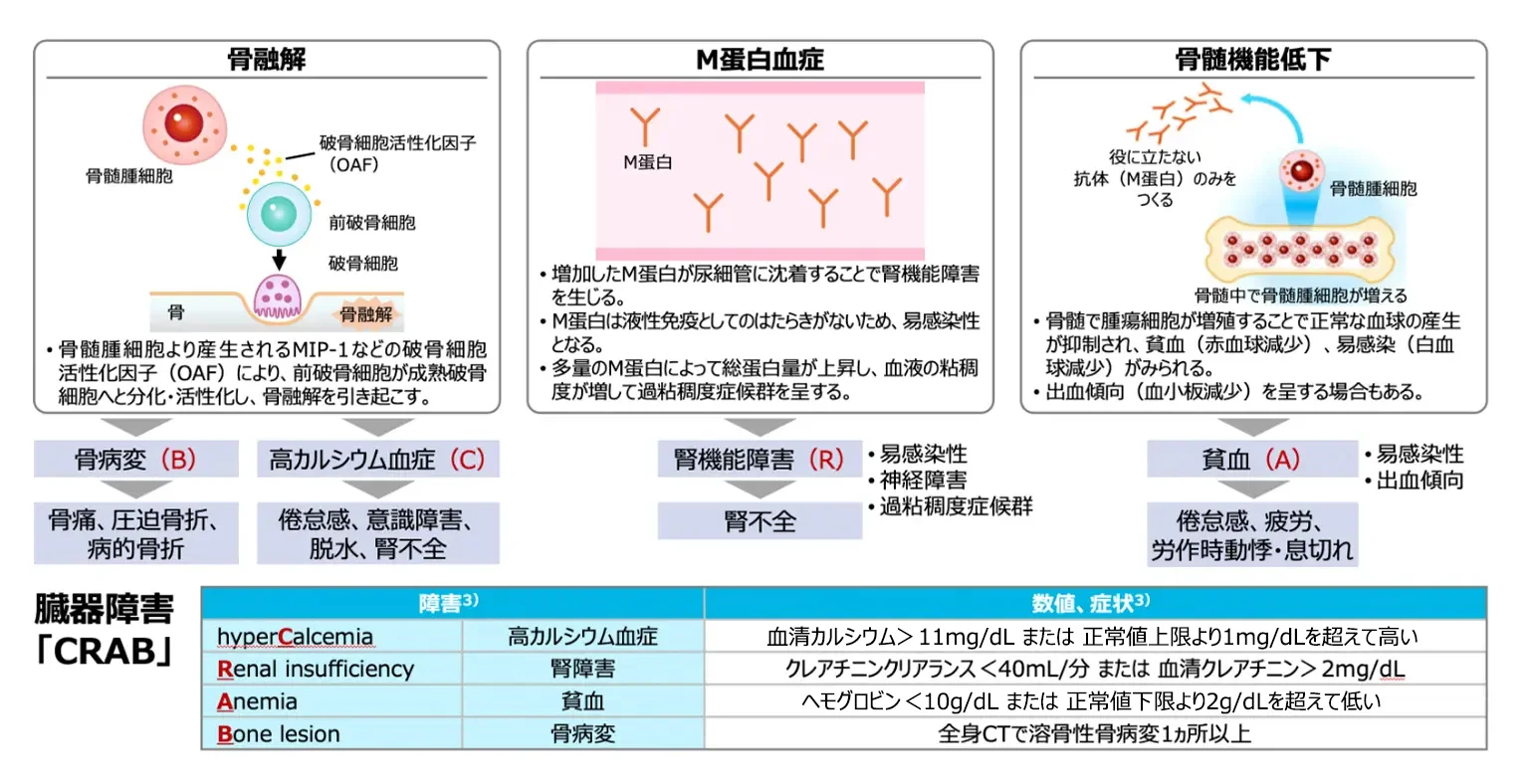 骨髄腫細胞およびM蛋白により引き起こされる病態と症状1-2）
