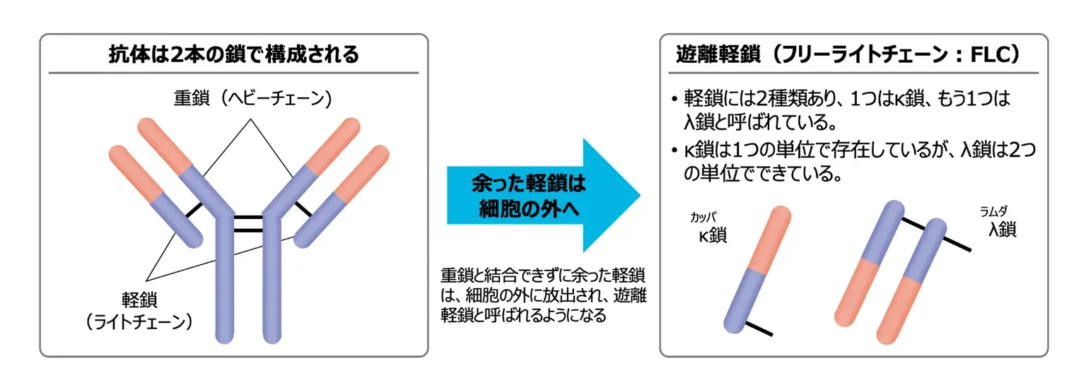 抗体の基本構造