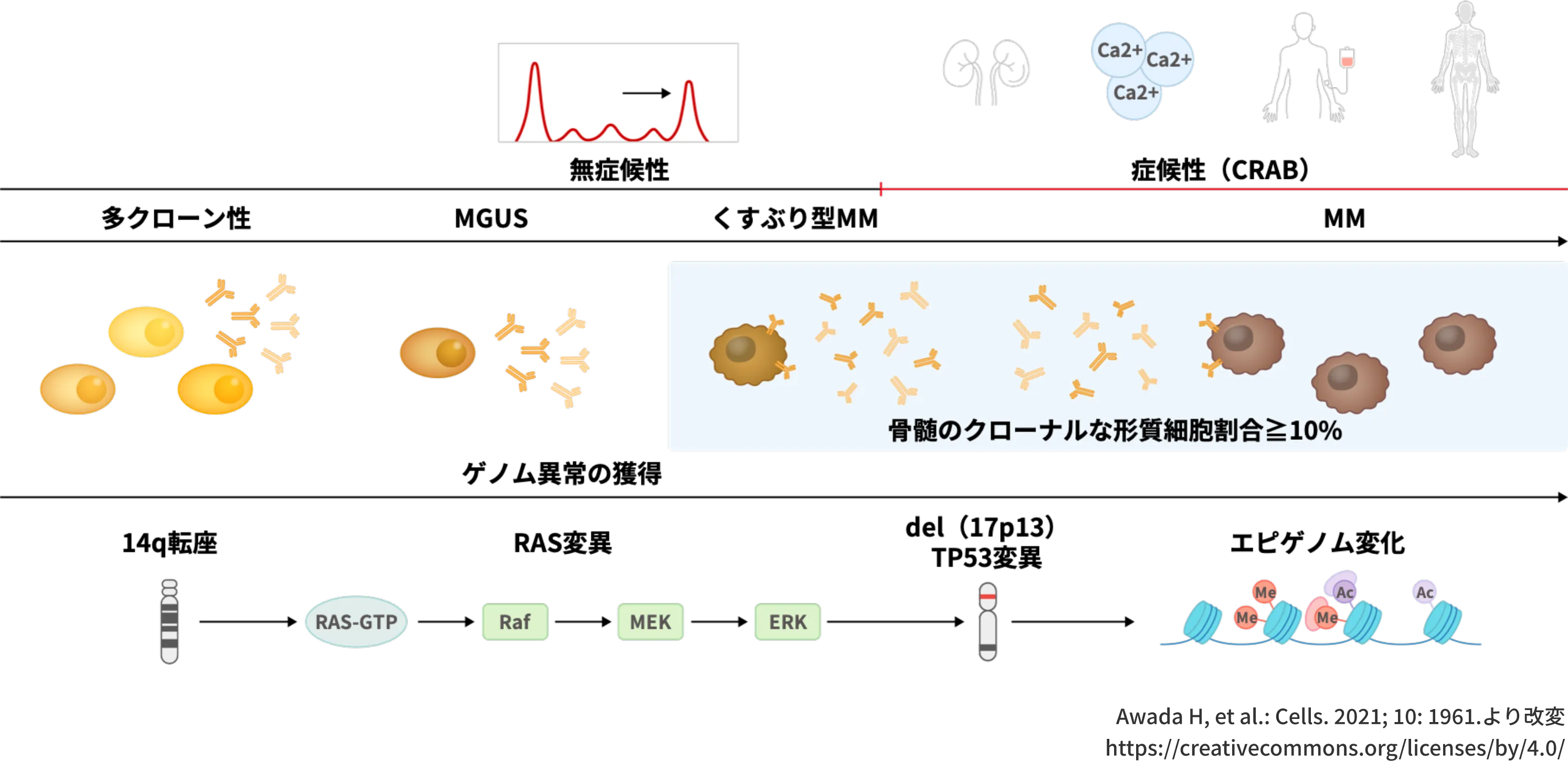 MM進展過程であるMGUSやくすぶり型MMでゲノム異常が認められている