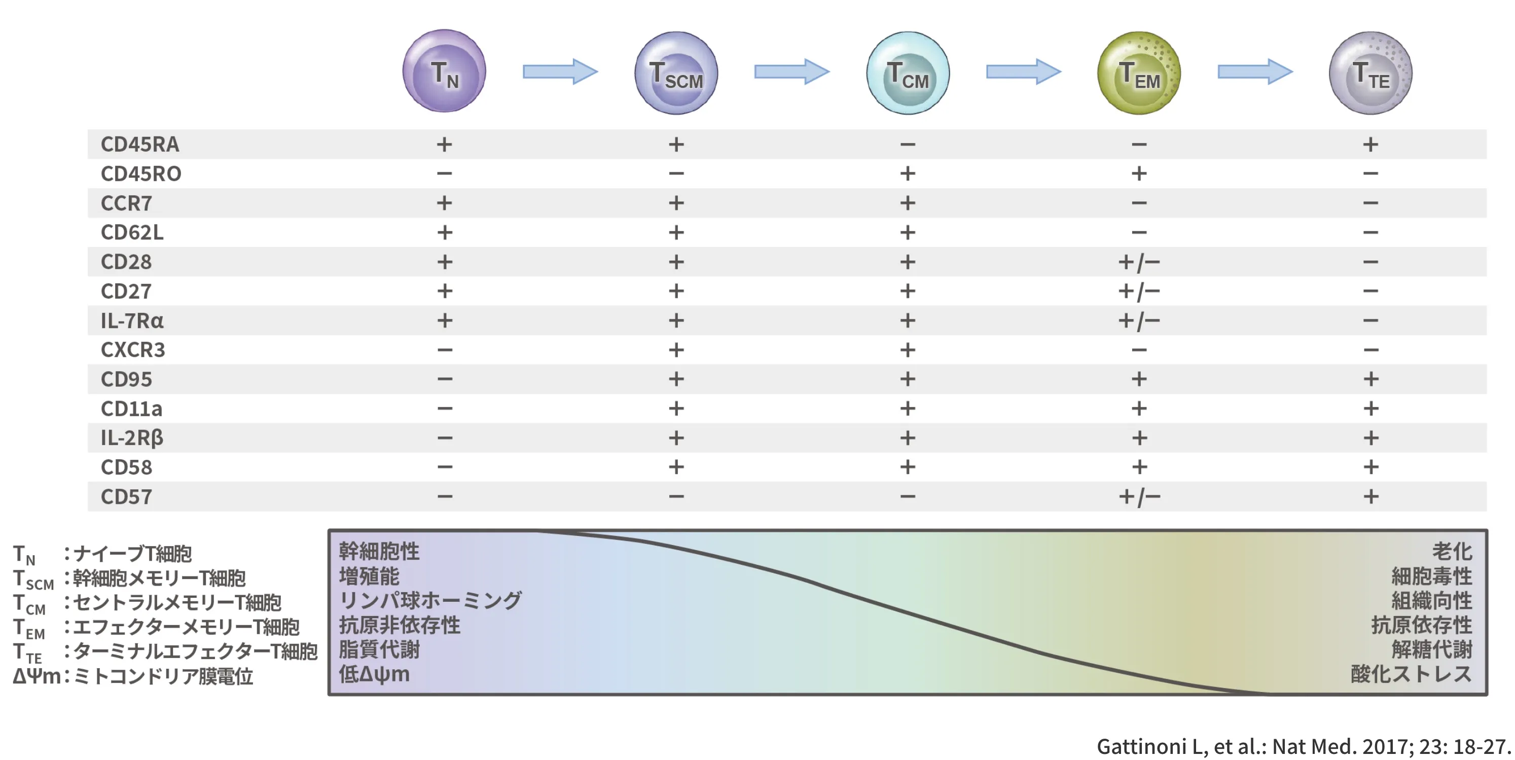 ヒトT細胞分化の階層モデル