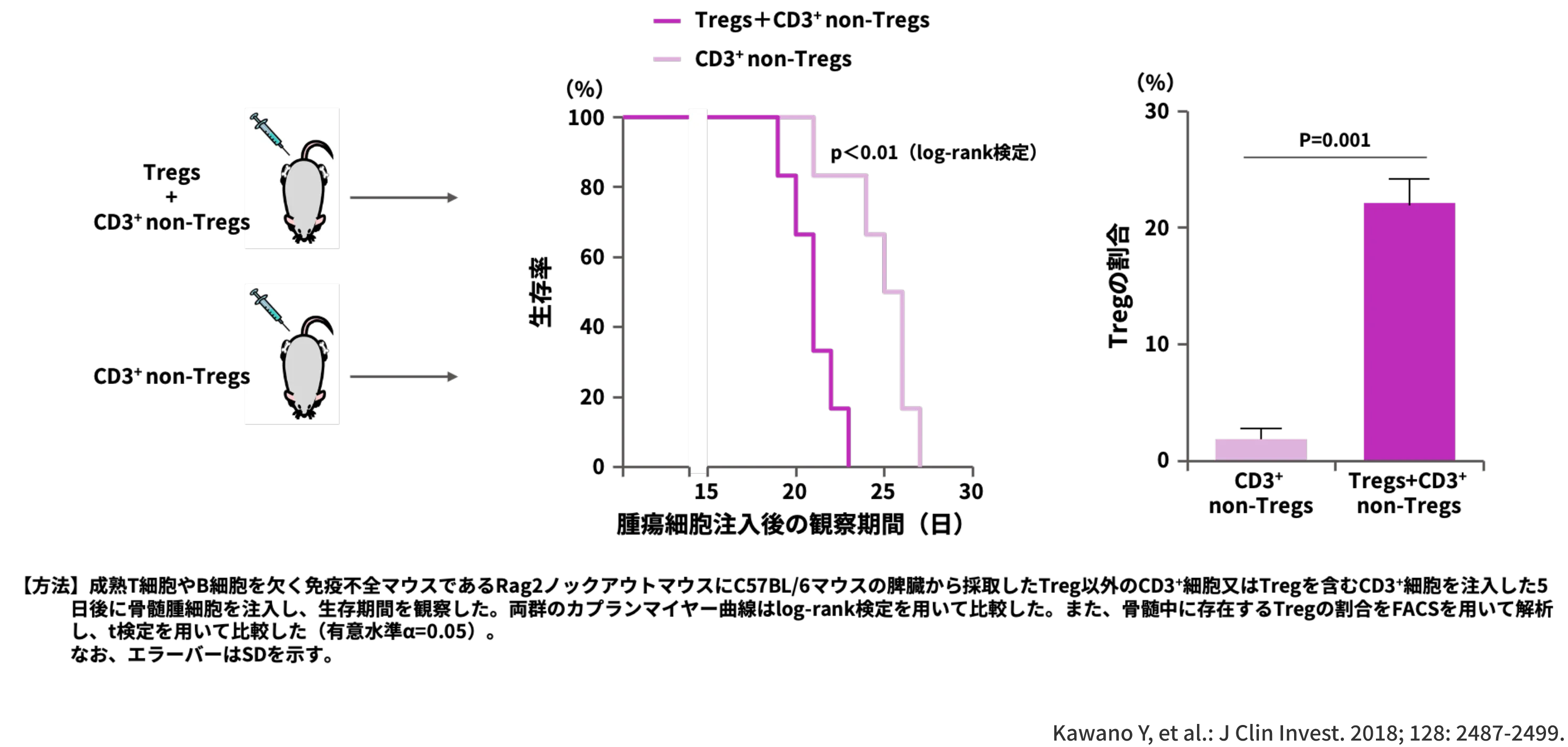 TregとCD3+ non-Tregを注入したマウスは、CD3+ non-Tregのみを注入した マウスと比較して生存期間が有意に短かった (p<0.01、log-rank検定)（マウス）