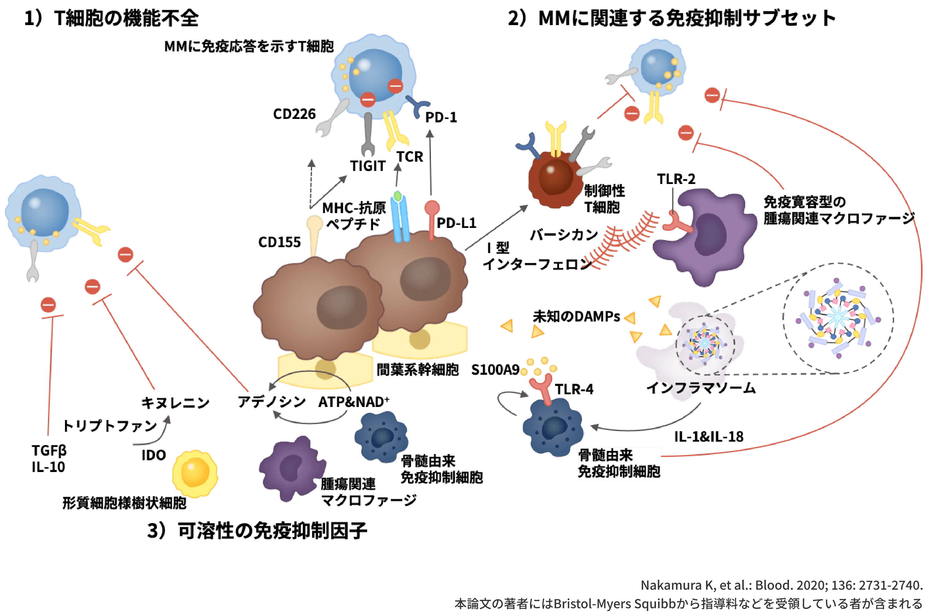 免疫抑制性の腫瘍免疫微小環境(TiME）には、エフェクター細胞の機能不全、 免疫抑制細胞の産生や動員、可溶性の免疫抑制因子の３要因の相互作用が関わる