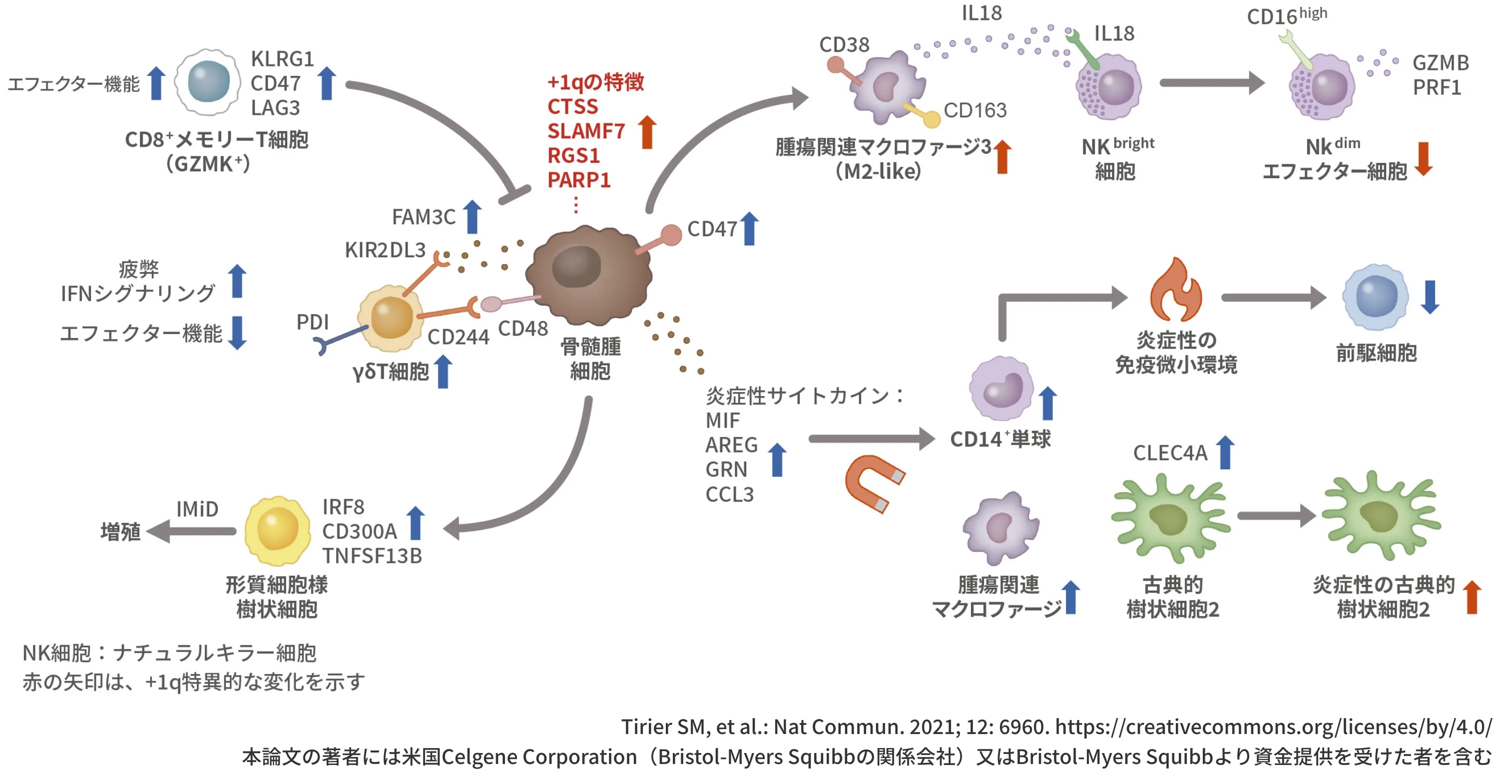 RRMM患者において、骨髄腫細胞と免疫微小環境の変化と 相互作用が観察された（モデル図）